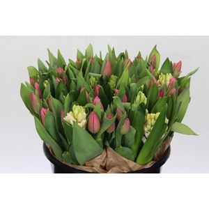 BQ Tulp Roze Hyacinth Wit