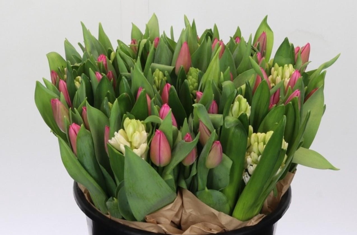 <h4>Tulip Other</h4>