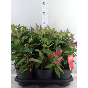 Buddleja davidii 'Butterf CL Ruby'