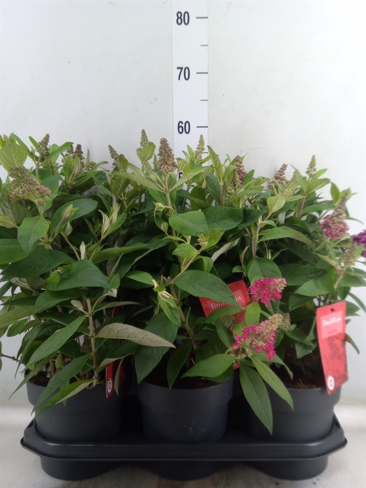 <h4>Buddleja davidii 'Butterf CL Ruby'</h4>