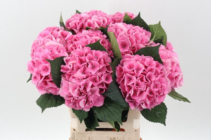<h4>Hydr M Royal Love</h4>