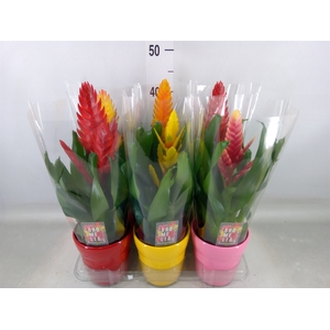 Vriesea   ...mix 6
