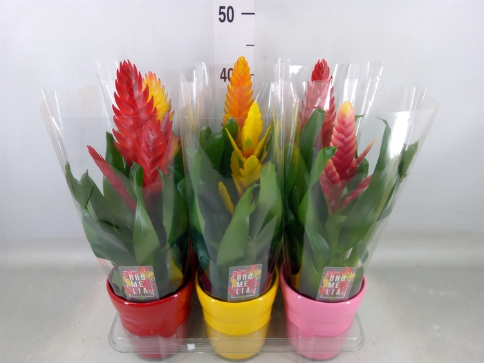 <h4>Vriesea   ...mix 6</h4>