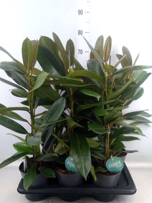 <h4>Ficus americana subsp. guianensis</h4>
