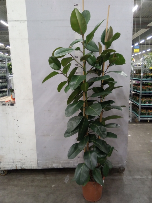 <h4>Ficus elastica 'Robusta'</h4>