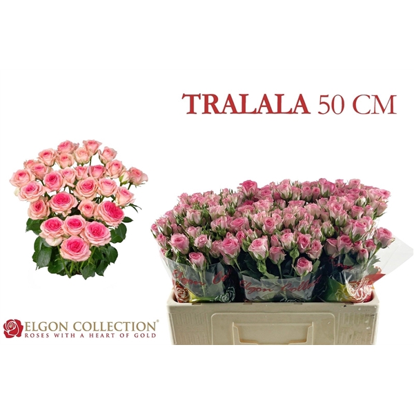 <h4>R Tr Tralala Elgon</h4>