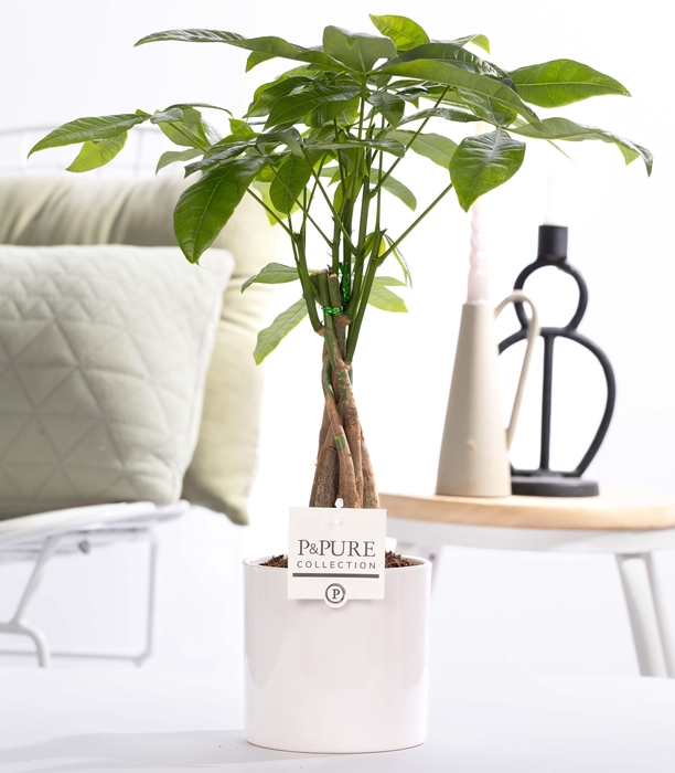 <h4>Pachira Aquatica in P&PURE Essential ceramics white</h4>