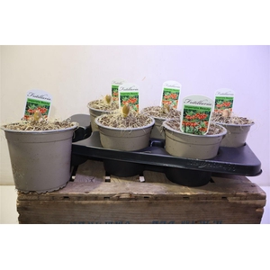 arr8 Frit Imp Beauty Red