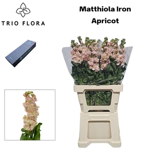 MATTH IRON APRICOT Box L 60