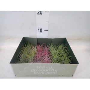 Tillandsia