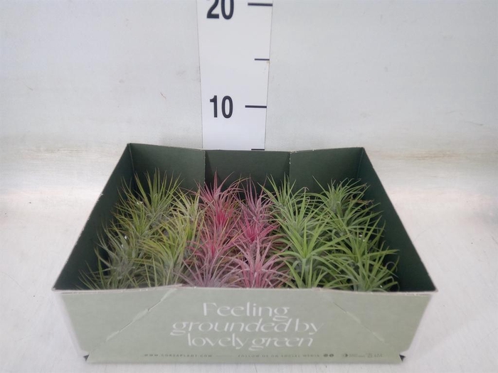 <h4>Tillandsia</h4>