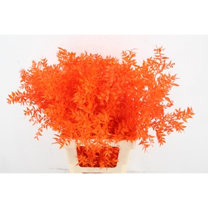 PF Ruscus 70cm Bs Orange