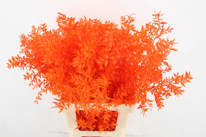 <h4>PF Ruscus 70cm Bs Orange</h4>