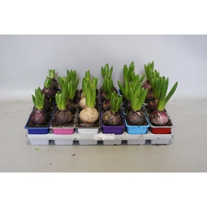 Bol op pot Hyacint mix in tray 7 cm