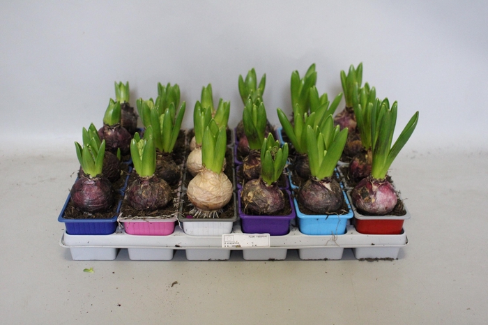 <h4>Bol op pot Hyacint mix in tray 7 cm</h4>