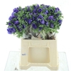 Anemone Mistral Plus Blue