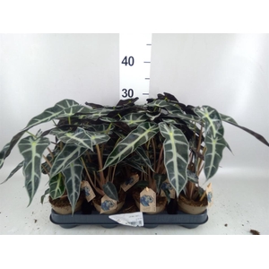 Alocasia   ...