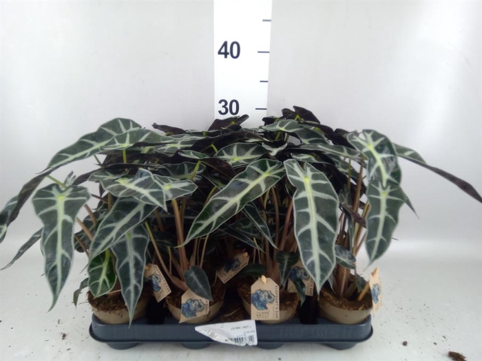 <h4>Alocasia ...</h4>