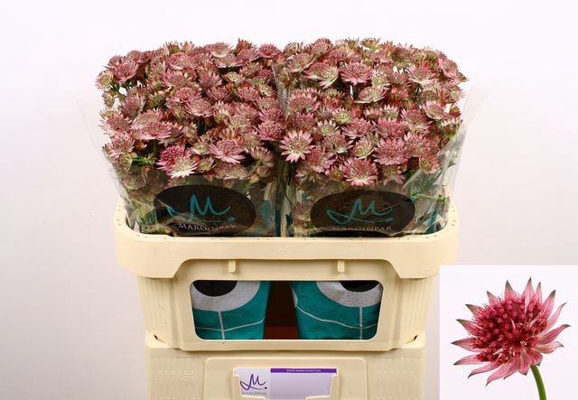 <h4>Astrantia Roma Marginpar</h4>