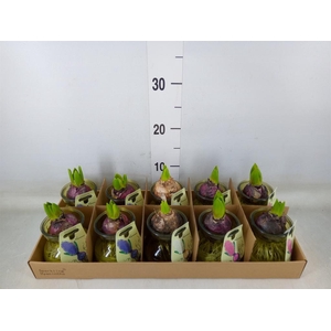 Planten  ..in schaal L%