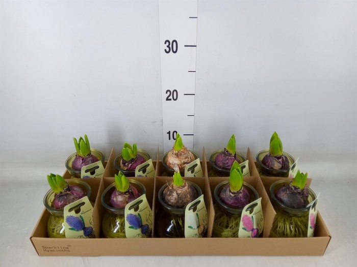 <h4>Planten  ..in schaal L%</h4>