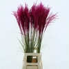 Miscanthus Cerise