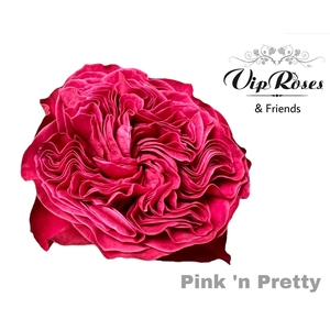 R Gr Pink N Pretty