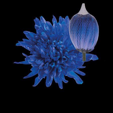 <h4>Chr G Antonov Blue</h4>