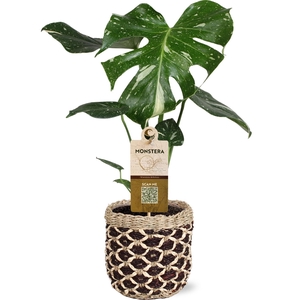 MONSTERA DEL THAI CO