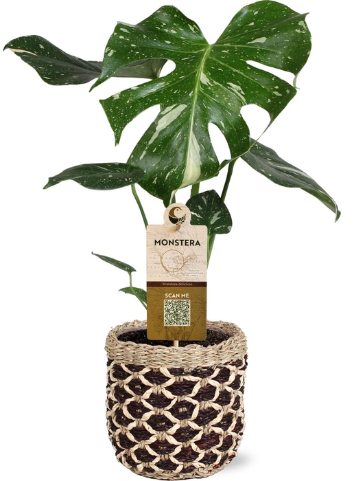<h4>MONSTERA DEL THAI CO</h4>