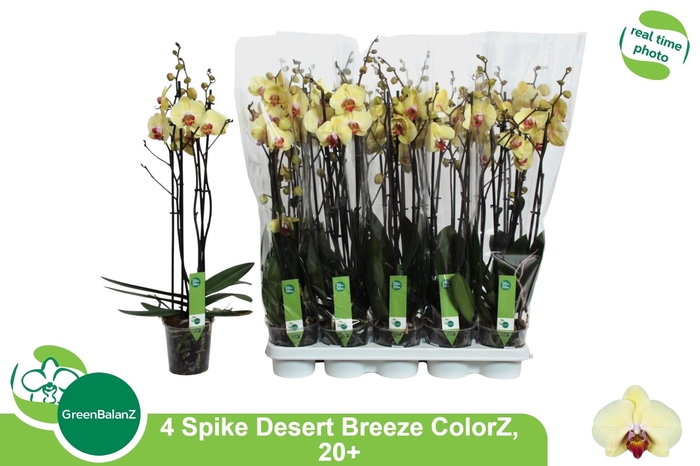 <h4>PHAL DESERT BREEZE</h4>