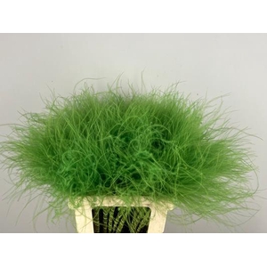 Df Stypha 60cm Bs Apple Green