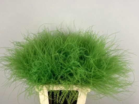 <h4>Df Stypha 60cm Bs Apple Green</h4>