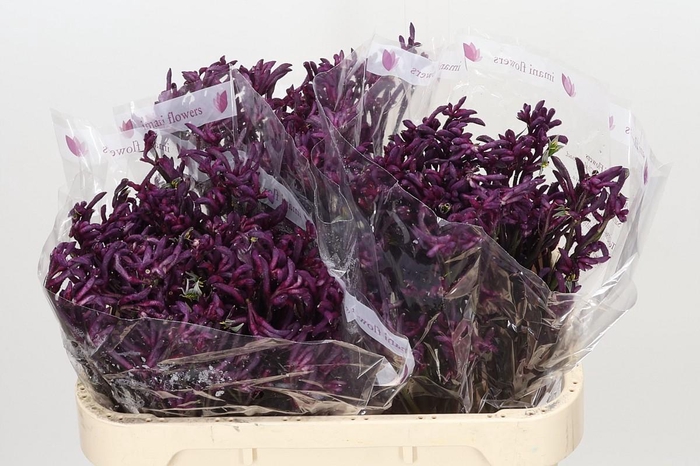 <h4>Anigozanthos Bush Merlot</h4>