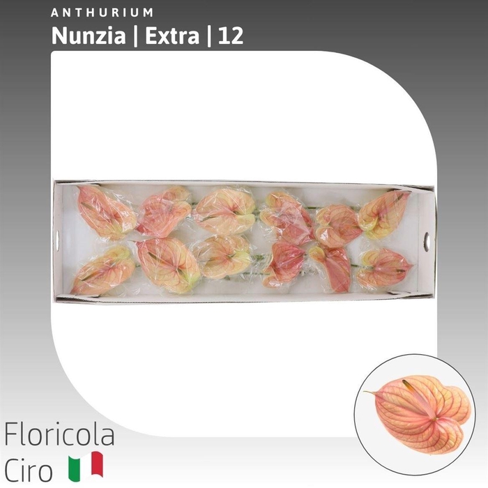 <h4>Anthurium Nunzia</h4>