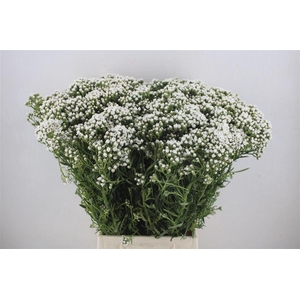 Ixodia 60cm P.stem