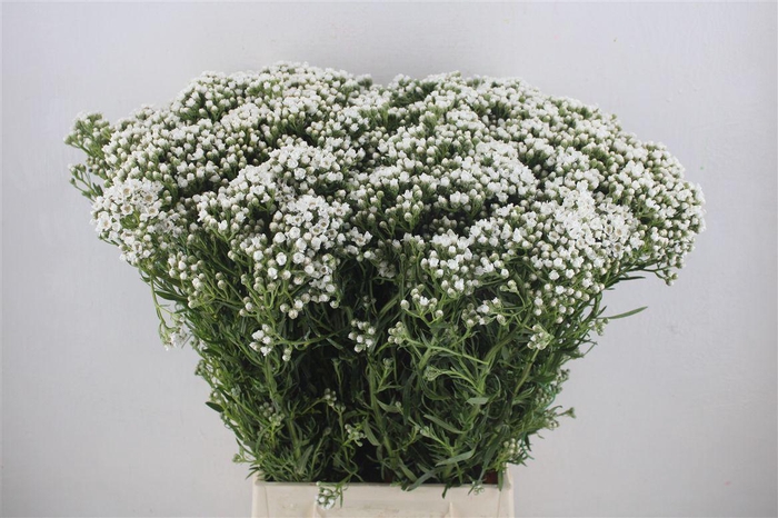 <h4>Ixodia 60cm P.stem</h4>