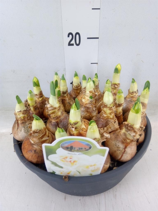 <h4>Narcissus DU 'Abba'</h4>