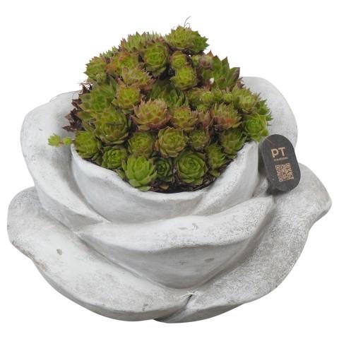<h4>PTAH3036 Arrangement Allerheiligen in beton pot</h4>