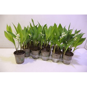 arr8 Convallaria Majalis