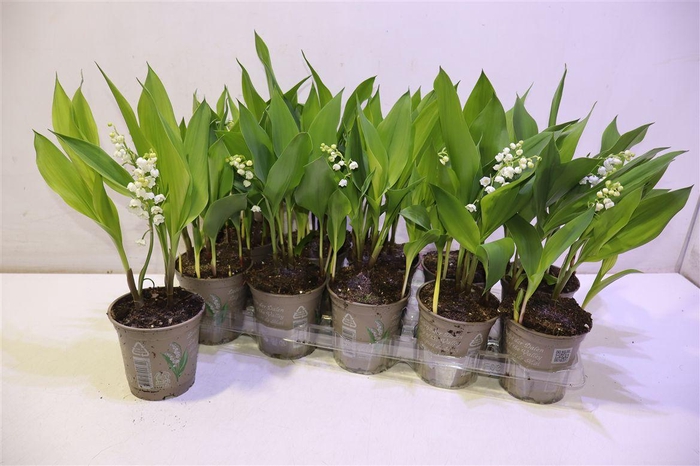 <h4>arr8 Convallaria Majalis</h4>
