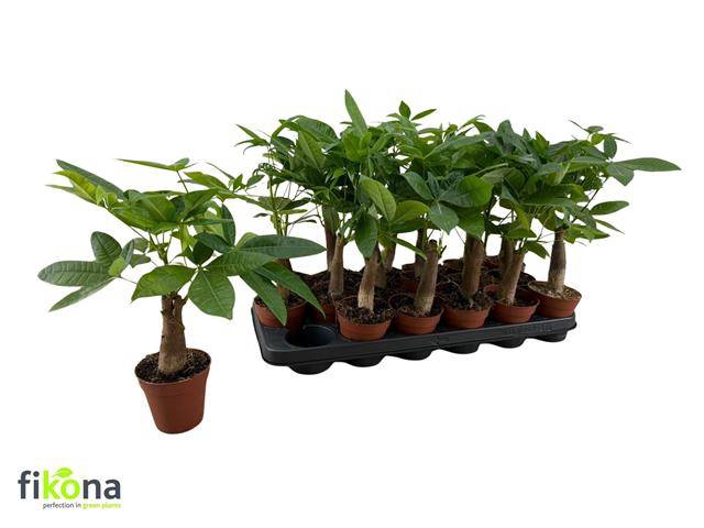 <h4>PACHIRA AQUATICA</h4>