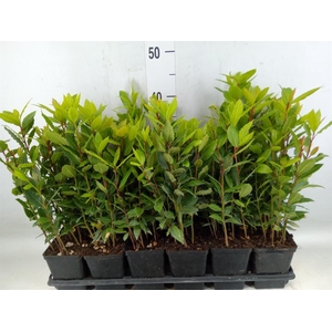 Laurus nobilis