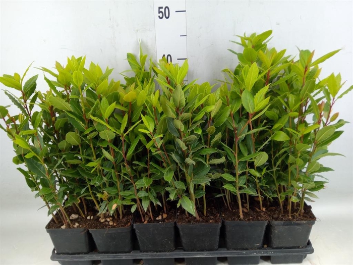 <h4>Laurus nobilis</h4>