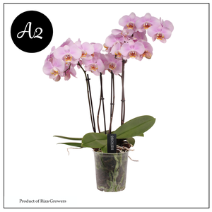 Phalaenopsis A2 Marvellous Light Pink 50+ – 17cm