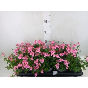 Diascia  'Ruby Field'