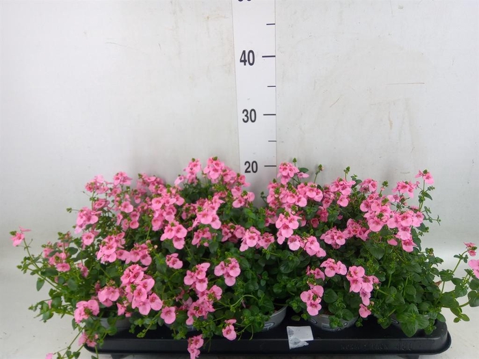 <h4>Diascia  'Ruby Field'</h4>