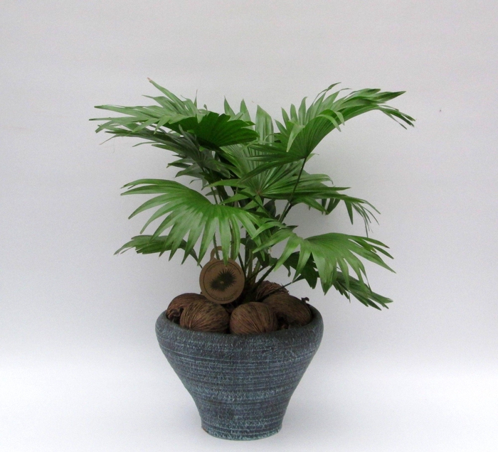 <h4>Livistona in hoedje blauw</h4>