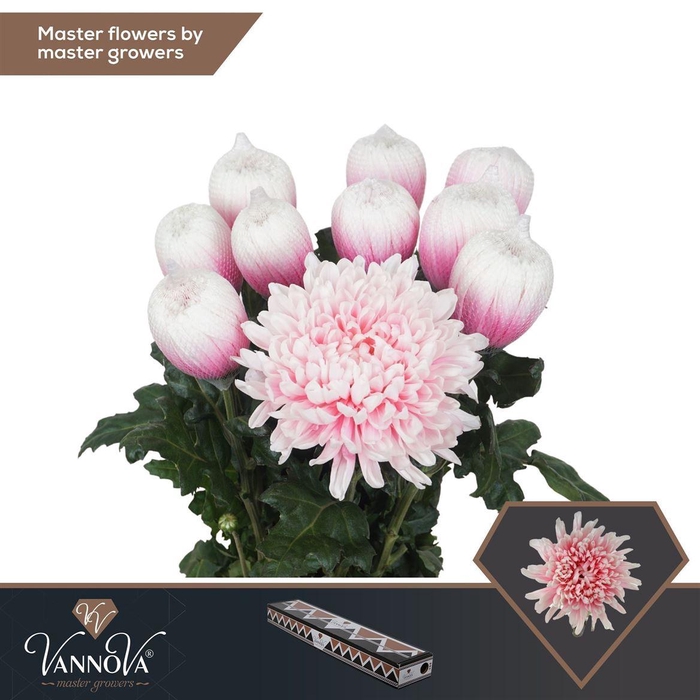 <h4>Painted Chr G Antonov Soft Pink</h4>