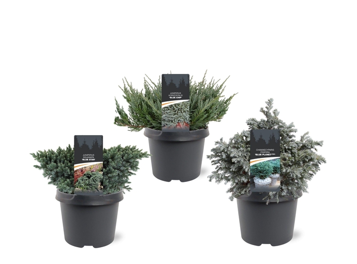 <h4>Coniferen Blue mix</h4>